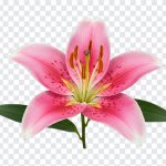 Priental Lily Flower, Flowers, Flower PNG, Lily Flower PNG, Priental Lily , Priental Lily Flower PNG, Priental Lily, PNG, PNG Images, Transparent Files, png free, png file, Free PNG, png download,