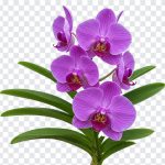 Purple orchid flower PNG with transparent background