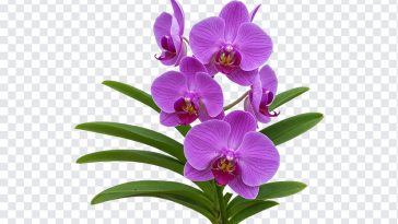 Purple orchid flower PNG with transparent background
