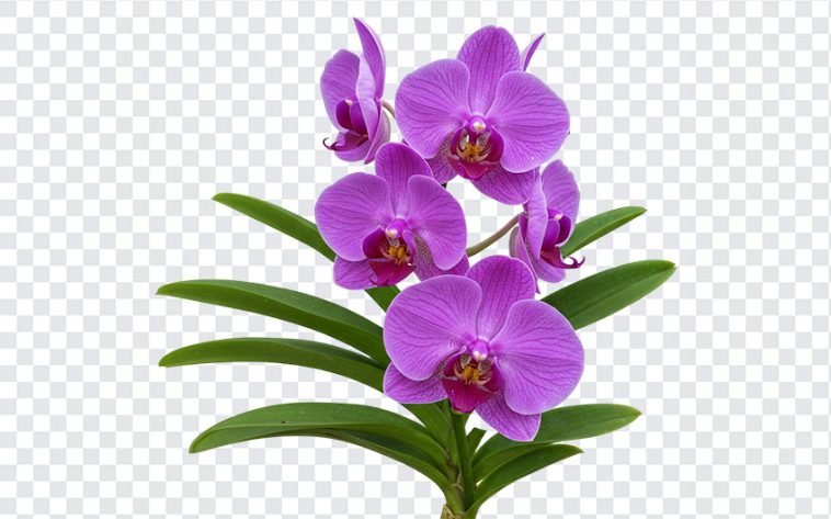 Purple orchid flower PNG with transparent background