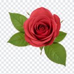 Red Rose Flower, Flower PNG, Red Rose, Red Rose Flower PNG, Red Rose with Leaves PNG, Red Rose Free Clipart, Backgroundless Red Rose, No Background Red, PNG, PNG Images, Transparent Files, png free, png file, Free PNG, png download,