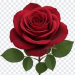 High-resolution transparent PNG of a red rose flower