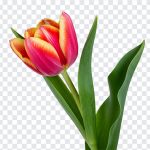Colorful tulip flower PNG with transparent background
