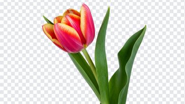Colorful tulip flower PNG with transparent background