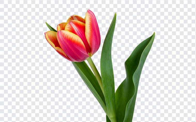 Colorful tulip flower PNG with transparent background