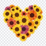 Sunflowers Heart, Heart PNG, Transparent Free Clipart, Sunflowers, Free Sunflowers Heart PNG, Sunflowers Heart PNG, Flower Heart, PNG, PNG Images, Transparent Files, png free, png file, Free PNG, png download,