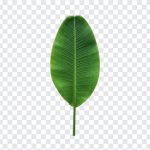 Tropical Leaf, Tropical, Tropical Transparent PNG, Tropical Leaf PNG, Leaf PNG, Jungle, Green Leaf PNG, PNG, PNG Images, Transparent Files, png free, png file, Free PNG, png download,