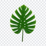 Tropical Leaf, Tropical, Tropical Leaf PNG, Leaf PNG, Jungle Leaf PNG, Jungle, PNG, PNG Images, Transparent Files, png free, png file, Free PNG, png download,