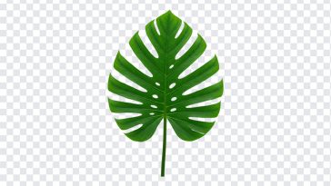 Tropical Leaf, Tropical, Tropical Leaf PNG, Leaf PNG, Jungle Leaf PNG, Jungle, PNG, PNG Images, Transparent Files, png free, png file, Free PNG, png download,