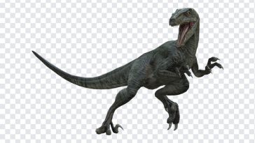 Velociraptor Jurassic World, Velociraptor Jurassic, Transparent Velociraptor, HD Dino Image PNG, jurassic world rebirth, Jurassic Park Movie, Jurassic World PNG, Velociraptor Jurassic World PNG, Velociraptor, PNG, PNG Images, Transparent Files, png free, png file, Free PNG, png download,