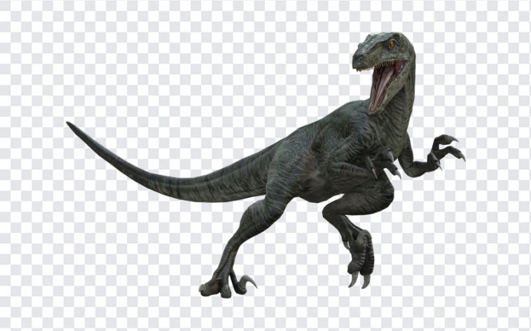 Velociraptor Jurassic World, Velociraptor Jurassic, Transparent Velociraptor, HD Dino Image PNG, jurassic world rebirth, Jurassic Park Movie, Jurassic World PNG, Velociraptor Jurassic World PNG, Velociraptor, PNG, PNG Images, Transparent Files, png free, png file, Free PNG, png download,