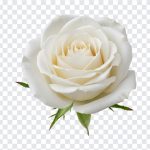 White Rose, Flower PNG, Flowers, White, White Rose PNG, Rose PNG, PNG, PNG Images, Transparent Files, png free, png file, Free PNG, png download,