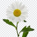 White daisy flower PNG with transparent background