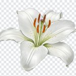 Elegant white lily flower PNG with transparent background