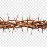 Crown Of Thorns, Jesus's Crown, Christians, Crown Of Thorns PNG, Thorns PNG, Crown, PNG, PNG Images, Transparent Files, png free, png file, Free PNG, png download,
