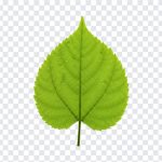 Green Leaf, Green, Green Leaf PNG, Leaf PNG, PNG, PNG Images, Transparent Files, png free, png file, Free PNG, png download,