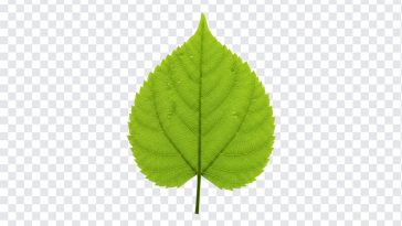 Green Leaf, Green, Green Leaf PNG, Leaf PNG, PNG, PNG Images, Transparent Files, png free, png file, Free PNG, png download,