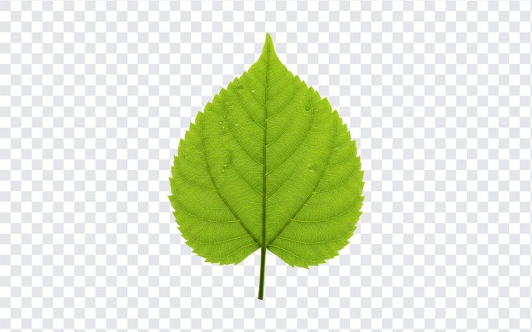 Green Leaf, Green, Green Leaf PNG, Leaf PNG, PNG, PNG Images, Transparent Files, png free, png file, Free PNG, png download,