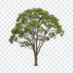 Tree PNG, Tree, Tree PNG Realistic, Transparent Tree, Tree No Background, PNG, PNG Images, Transparent Files, png free, png file, Free PNG, png download,