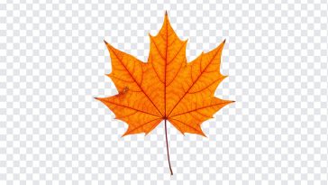 Autumn Maple Leaf, Seasonal PNG, Season, Leaf PNG, Maple Leaf PNG, Autumn Maple, Autumn Maple Leaf PNG, Autumn, PNG, PNG Images, Transparent Files, png free, png file, Free PNG, png download,