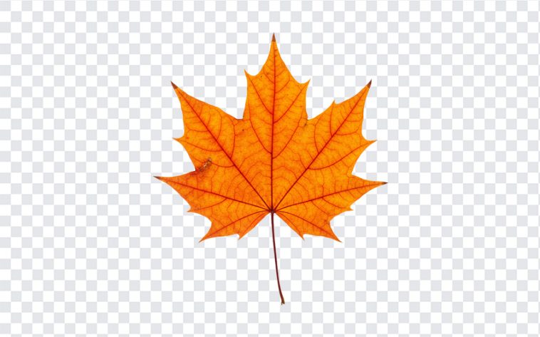 Autumn Maple Leaf, Seasonal PNG, Season, Leaf PNG, Maple Leaf PNG, Autumn Maple, Autumn Maple Leaf PNG, Autumn, PNG, PNG Images, Transparent Files, png free, png file, Free PNG, png download,