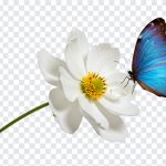 Blue Butterfly on Flower, Flower PNG, Butterfly PNG, Blue Butterfly on, Blue Butterfly on Flower PNG, Butterfly on Flower PNG, Blue Butterfly, PNG, PNG Images, Transparent Files, png free, png file, Free PNG, png download,