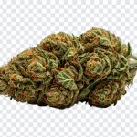 Cannabis Bud, Cannabis, Cannabis Bud PNG, Bud PNG, Marijuana, CBD, PNG, PNG Images, Transparent Files, png free, png file, Free PNG, png download,
