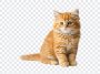 Cute Ginger Kitten, Ginger Kitten PNG, Cat, Pussy,s Cute Ginger, Kitten PNG, Cute Ginger Kitten PNG, Cute, PNG, PNG Images, Transparent Files, png free, png file, Free PNG, png download,