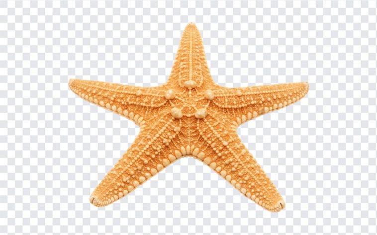 Star Fish, Star, Star Fish PNG, Fish PNG, Ocean, PNG, PNG Images, Transparent Files, png free, png file, Free PNG, png download,