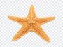 Star Fish, Star, Star Fish PNG, Fish PNG, Ocean, PNG, PNG Images, Transparent Files, png free, png file, Free PNG, png download,