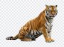 Tiger, Transparent Tiger, Animal, Tiger PNG, Jungle, PNG, PNG Images, Transparent Files, png free, png file, Free PNG, png download,