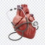 Real Heart with a Stethoscope, Medical Image, World Heart Day, Heart Day, Real Heart, Real Heart with a Stethoscope PNG, Stethoscope PNG, PNG, PNG Images, Transparent PNG Images, png free, png file, Free PNG, png download,