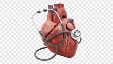 Real Heart with a Stethoscope, Medical Image, World Heart Day, Heart Day, Real Heart, Real Heart with a Stethoscope PNG, Stethoscope PNG, PNG, PNG Images, Transparent PNG Images, png free, png file, Free PNG, png download,