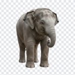 Cute baby elephant illustration in a playful pose on a transparent background