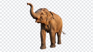 Baby Elephant Waving Trunk, Elephant Waving Trunk, Asian Elephants, Baby Elephant PNG, Baby Elephant Waving Trunk PNG, Baby Elephant, Elephant PNG, PNG, PNG Images, Transparent PNG Images, png free, png file, Free PNG, png download,