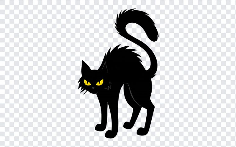 Black cat silhouette with a spooky Halloween theme on a transparent background