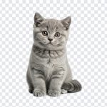 Adorable British Short Hair kitten sitting playfully on a soft surface isolated on transparent background