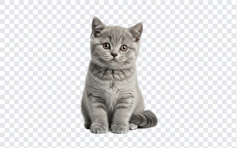 Adorable British Short Hair kitten sitting playfully on a soft surface isolated on transparent background