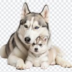 Cuddling husky dog mother and puppy on transparent background, showcasing affection and warmth