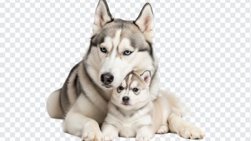 Cuddling husky dog mother and puppy on transparent background, showcasing affection and warmth