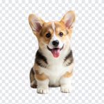 Cute Corgi Puppy, Corgi Puppy PNG, Puppy PNG, Dogs, Cute Corgi, Cute Corgi Puppy PNG, Cute, PNG, PNG Images, Transparent PNG Images, png free, png file, Free PNG, png download,