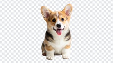 Cute Corgi Puppy, Corgi Puppy PNG, Puppy PNG, Dogs, Cute Corgi, Cute Corgi Puppy PNG, Cute, PNG, PNG Images, Transparent PNG Images, png free, png file, Free PNG, png download,