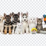 Cute little pets including a puppy and kitten in playful poses isolated on transparent background