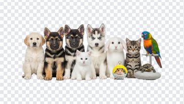 Cute little pets including a puppy and kitten in playful poses isolated on transparent background