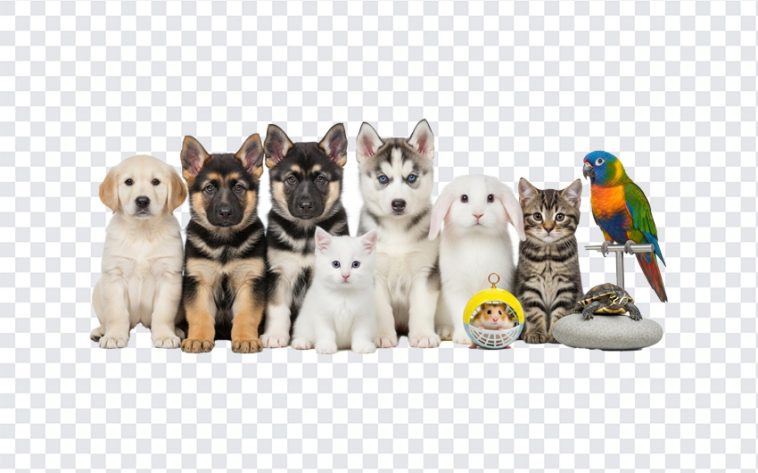 Cute little pets including a puppy and kitten in playful poses isolated on transparent background