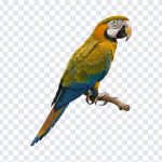 Parrot, Pets PNG, Parrot PNG, Green Parrot, Birds, Bird PNG, PNG, PNG Images, Transparent PNG Images, png free, png file, Free PNG, png download,