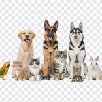 Group of various pets including dogs, cats, a parrot, and a rabbit isolated on transparent background