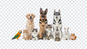 Group of various pets including dogs, cats, a parrot, and a rabbit isolated on transparent background