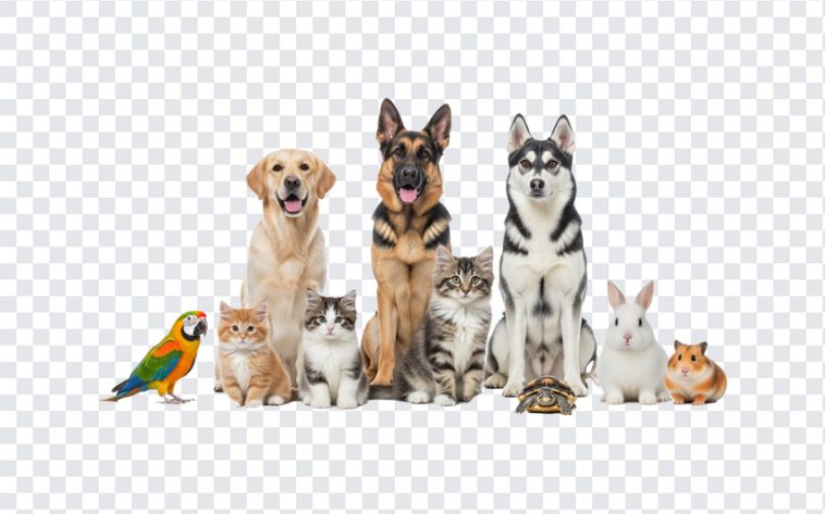 Group of various pets including dogs, cats, a parrot, and a rabbit isolated on transparent background