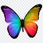 Rainbow Wings Butterfly, Butterfly PNG, Butterfly Wings, Rainbow Wings, Rainbow Wings Butterfly PNG, Rainbow, PNG, PNG Images, Transparent PNG Images, png free, png file, Free PNG, png download,